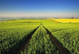 Správa o poľnohospodárstve a potravinárstve za rok 2019 je momentálne v medzirezortnom pripomienkovom konaní