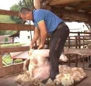 Momentálne vlna nemá na Slovensku odbyt